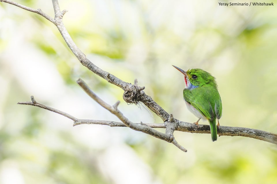 Cuban Tody was seen several times during the trip. This and more pictures on our last Cuba Trip Report - by Yeray Seminario