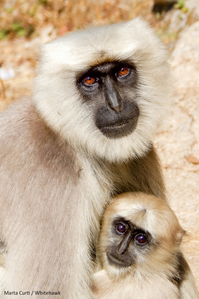 Southern Plains Gray Langur India