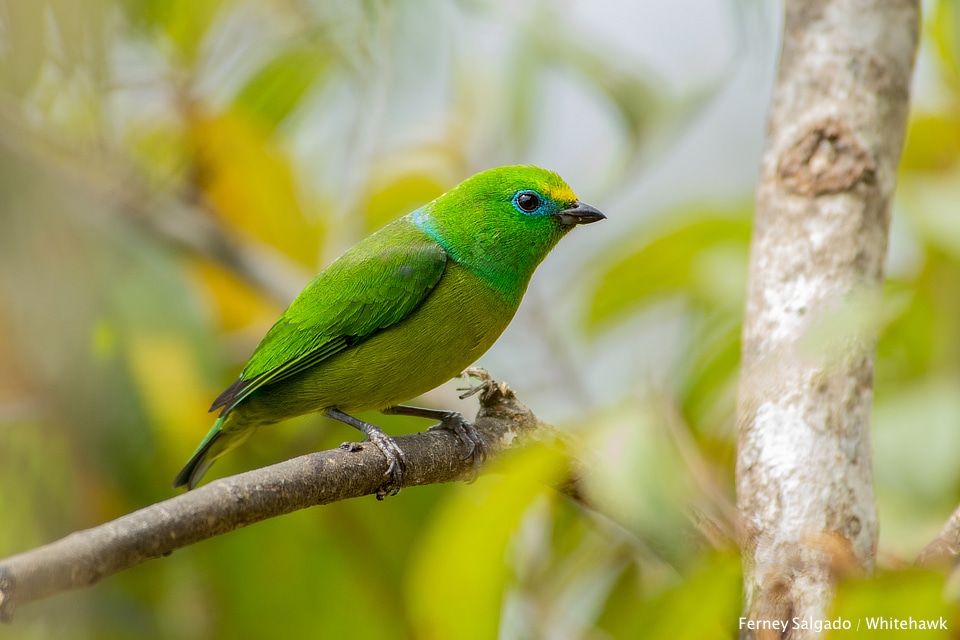 Blue-naped Chlorophonia Colombia