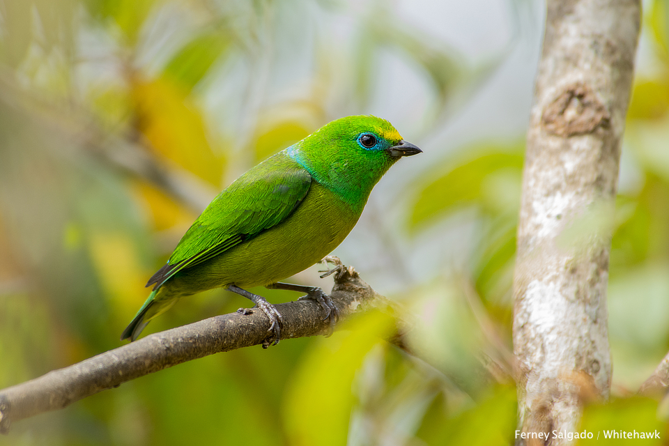 One of our favorite birds in Colombia - the Blue-naped Chlorophonia