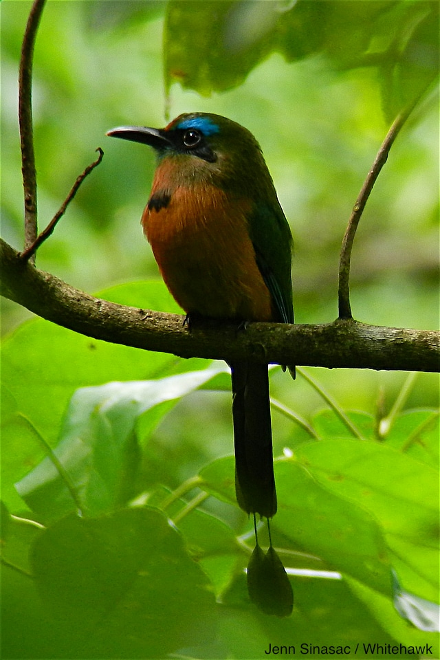 Keel-billed Motmot sit quietly in the forest understory