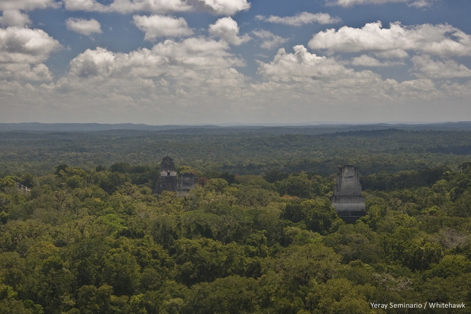 Mayan temples peak above the rainforest canopy at Tikal