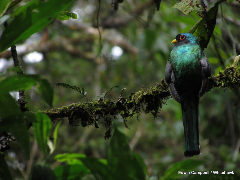 Another beauty found in Colombia - the Masked Trogon