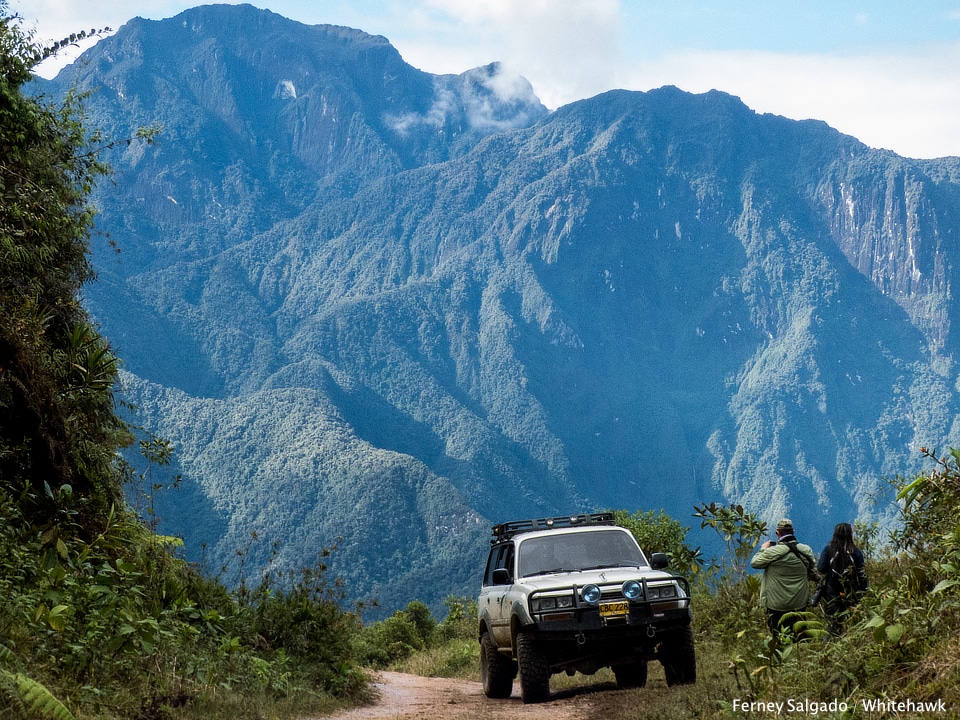 Montezuma Birding Colombia Whitehawk Birding