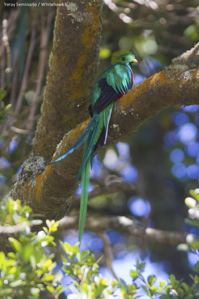 The Resplendent Quetzal, Guatemala's national bird can be seen on our Honduras and Guatemala tour