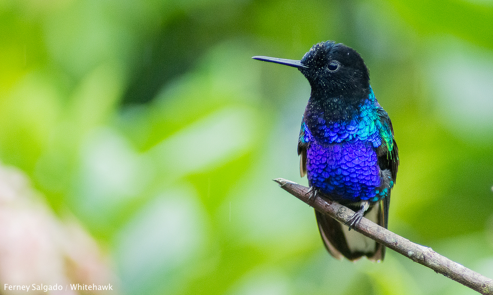 Once of Colombia's many hummingbird species - the Velvet-purple Coronet