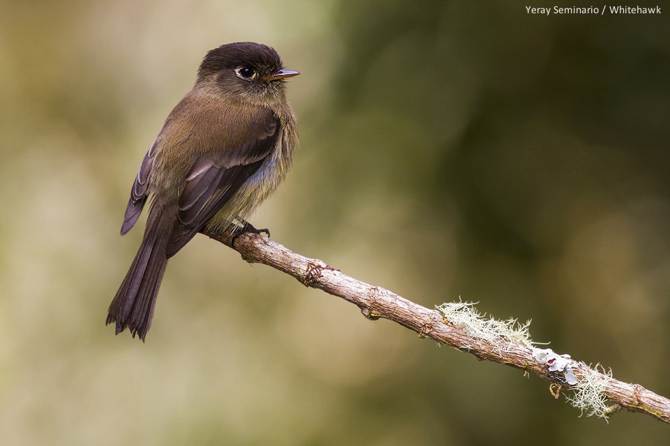 Black-capped Flycatcher (Empidonax atriceps)