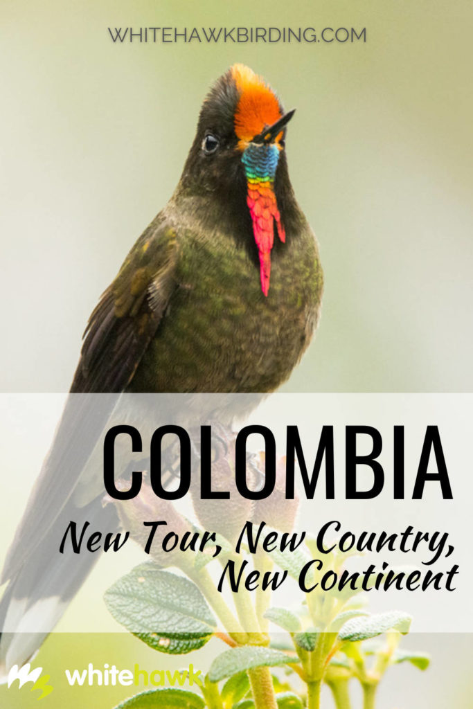 Colombia: New Tour, New Country, New Continent - Whitehawk Birding: Introducing our newest tour destination - Colombia! This inaugural tour brings us to a new country and new continent for Whitehawk, dipping our feet in South America's premiere birding destination.