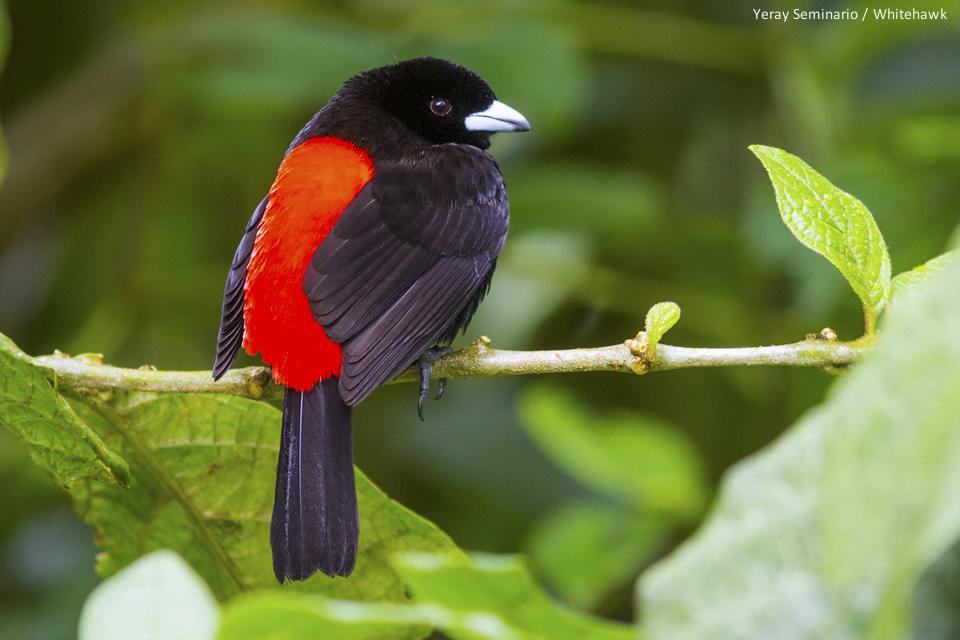 Passerini's Tanager in Costa Rica - by Yeray Seminario