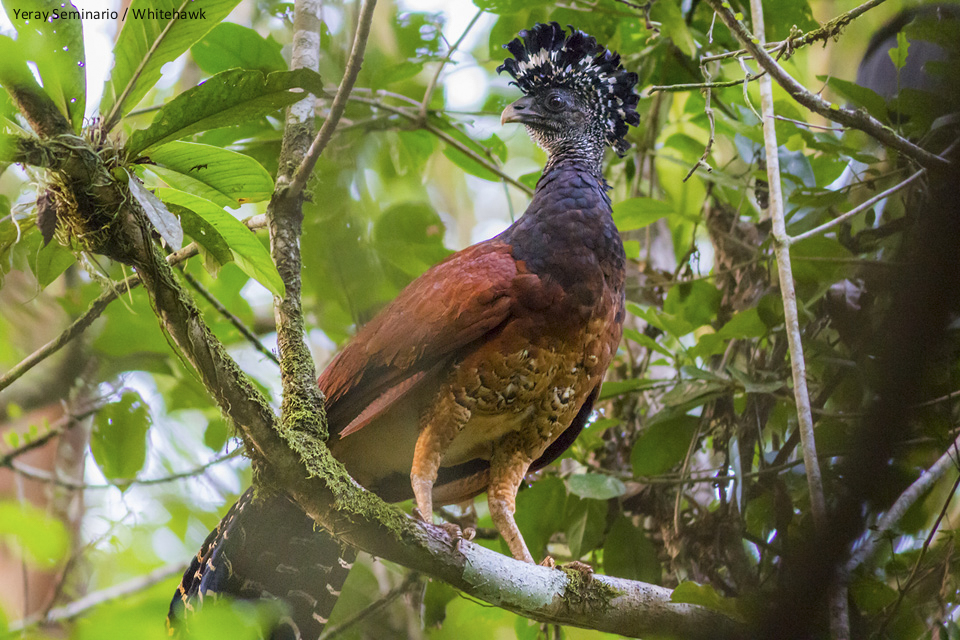 Female Great Curassow at La Selva, Costa Rica - by Yeray Seminario