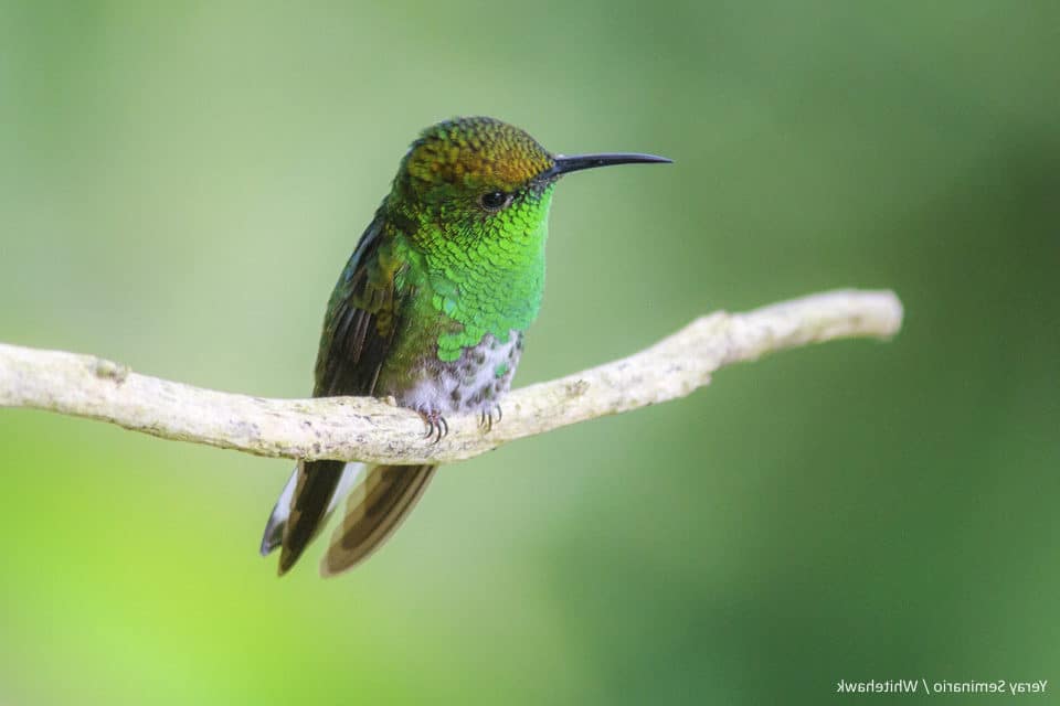 Coppery-headed Emerald Costa Rica