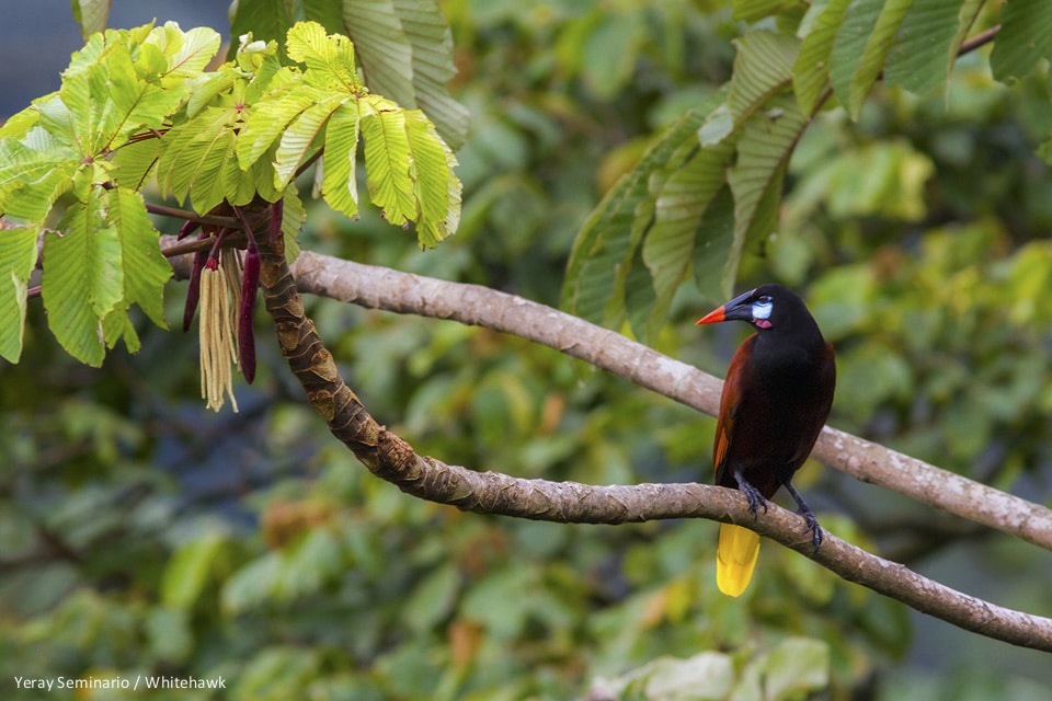 Montezuma Oropendola Panama