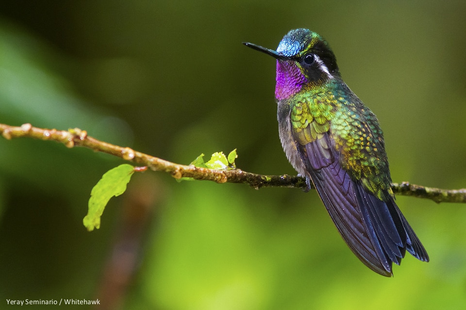A male Purple-throated Mountain-Gem in Costa Rica
