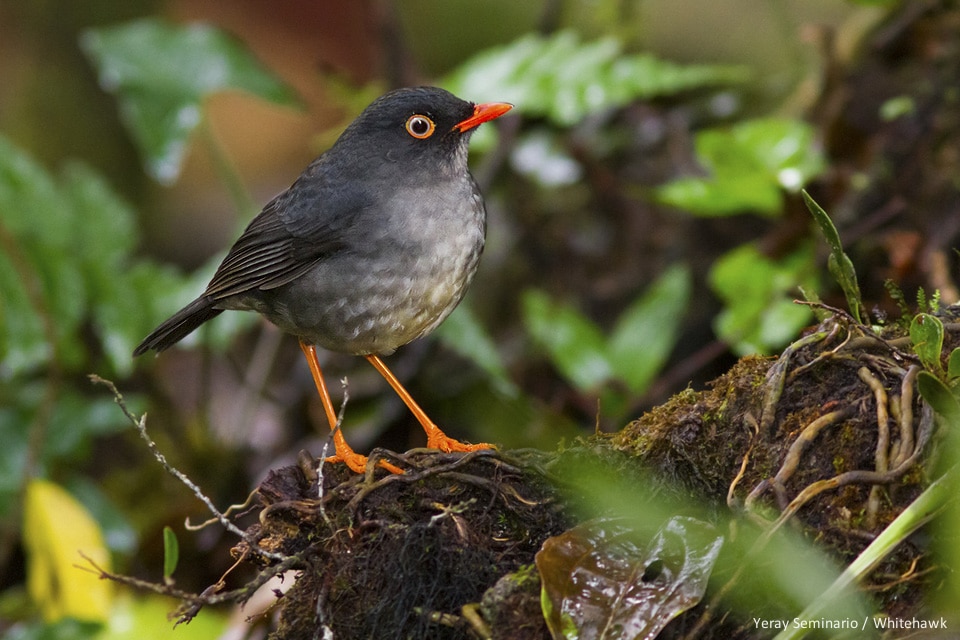 Slaty-backed Nightingale-Thrush Panama