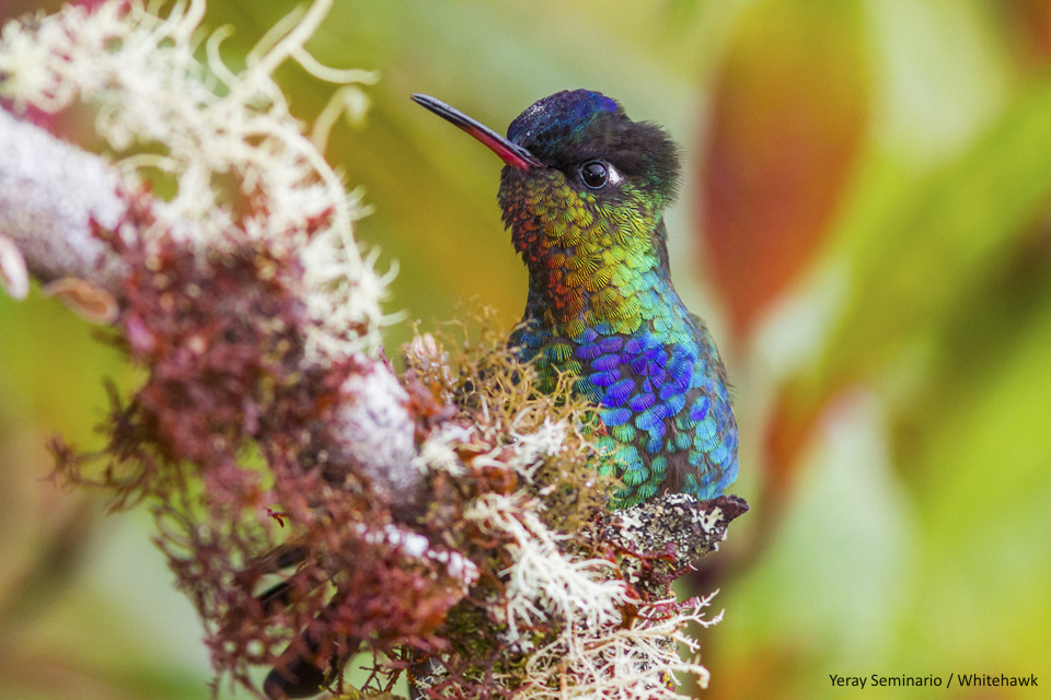Fiery-throated Hummingbird in Costa Rica - by Yeray Seminario