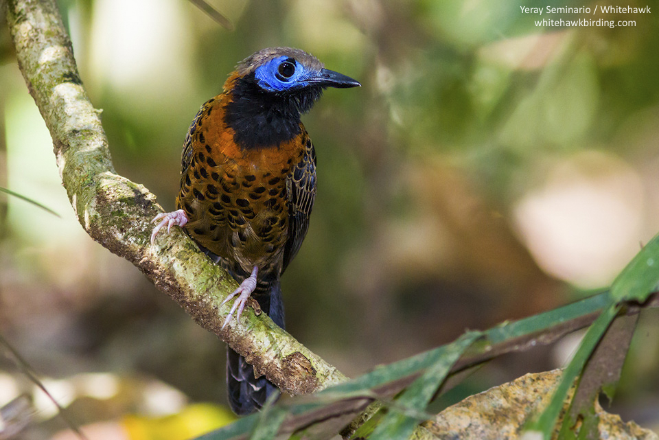 Ocellated Antbird in Pipeline Road, Panama