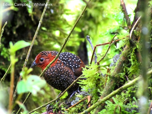 Ocellated Tapaculo in the Andean forest of Colombia