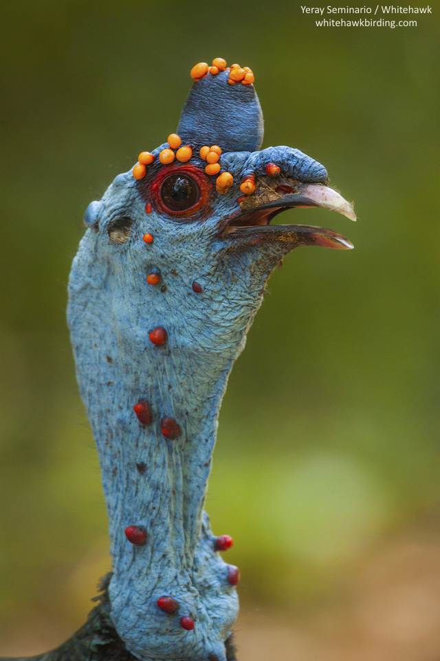 Ocellated Turkey - Meleagris ocellata