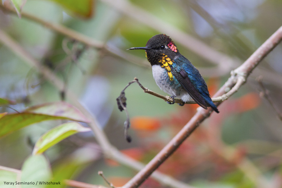 Bee Hummingbird the smallest hummingbird in the world