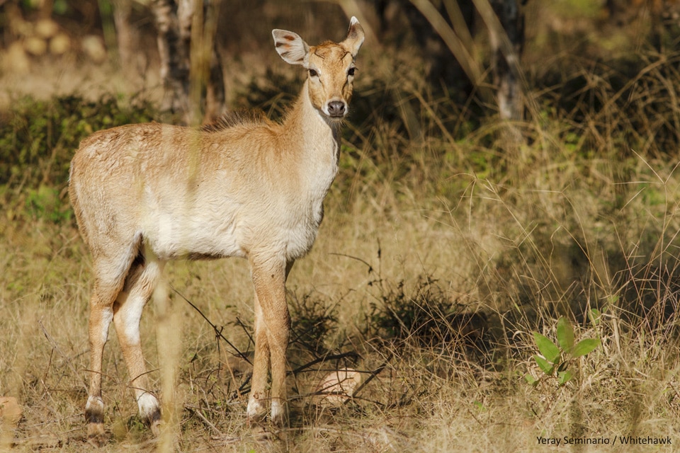 Nilgai calf at Bandhavgarh National Park - By Yeray Seminario