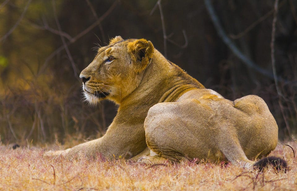 Asiatic Lion in India: Lioness in Gir Forest National Park - by Yeray Seminario