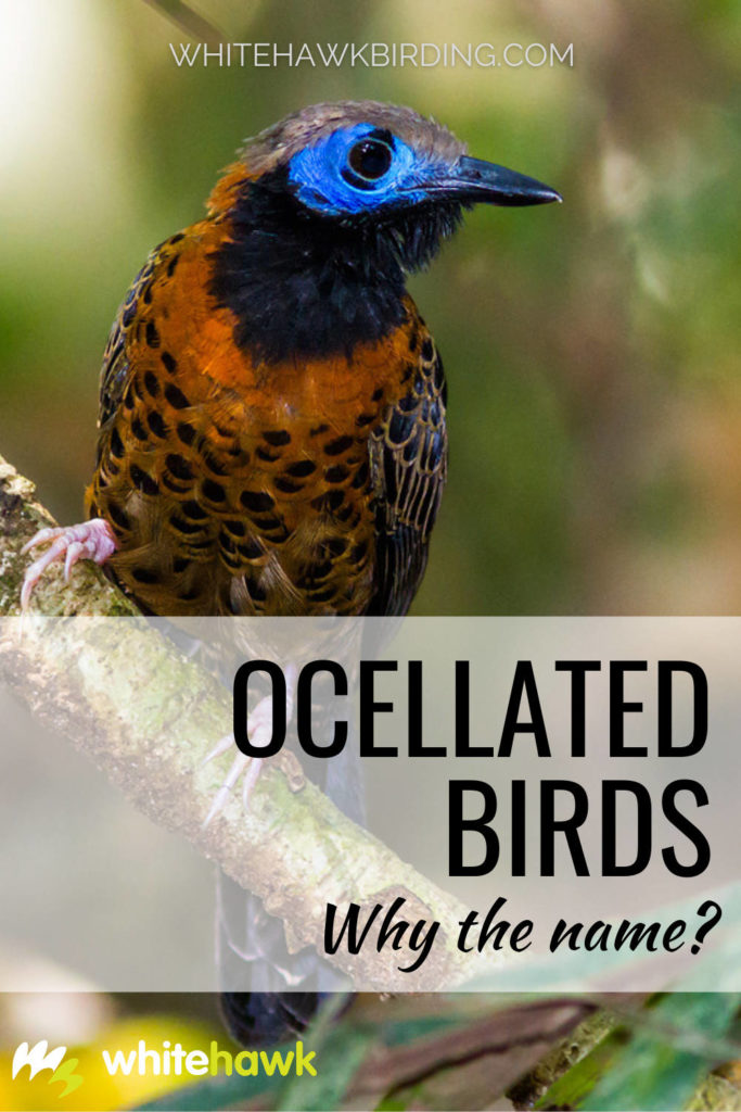 Ocellated Birds: What they are and why they have that name - Whitehawk Birding: A number of birds in the Neotropics sport the name "ocellated" - but just what does that refer to? Find out here!