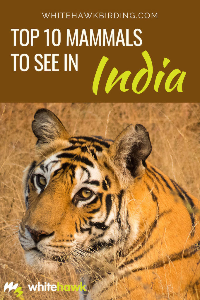 Top 10 Mammals to See in India - Whitehawk Birding: Traveling to India? You won't want to miss these amazing mammals of India