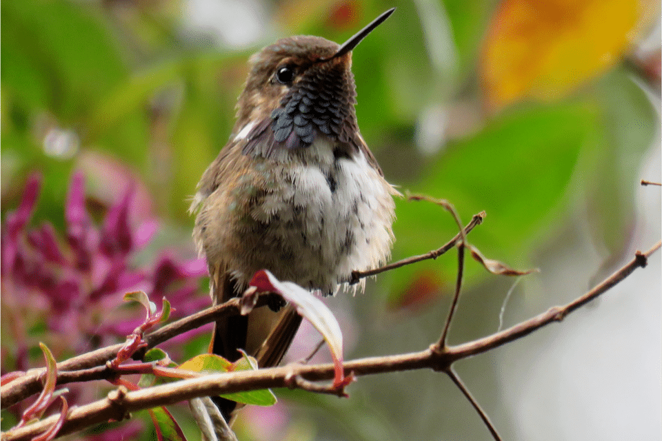 Volcano Hummingbird spotted in Quetzal trail - Cerro Punta - Panama