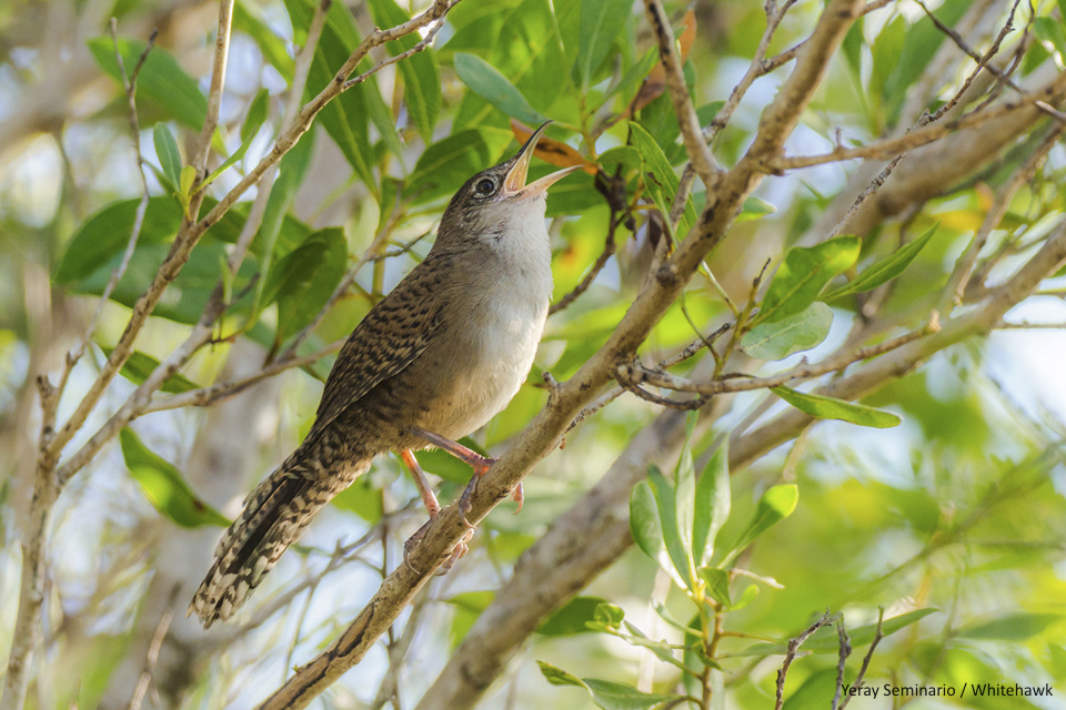 The Zapata Wren is the most restricted endemic bird in Cuba