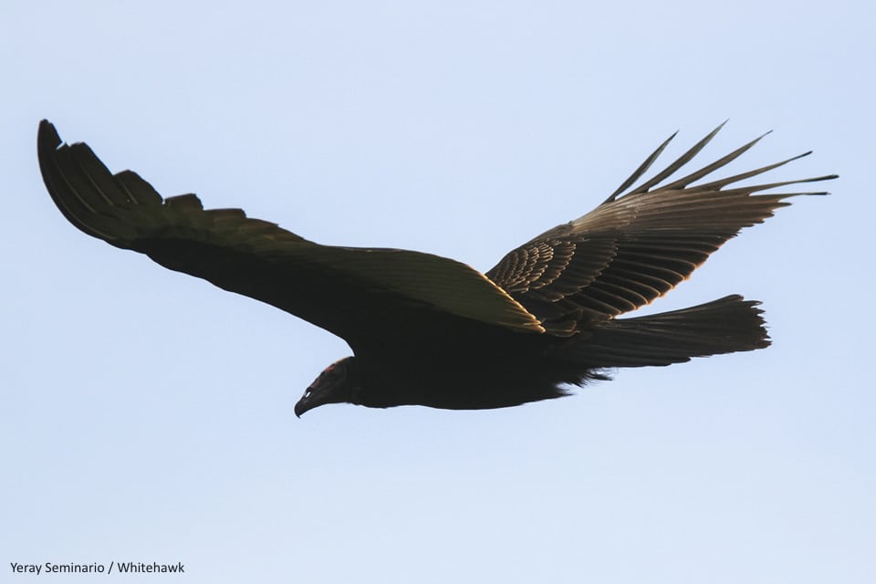 Turkey Vulture