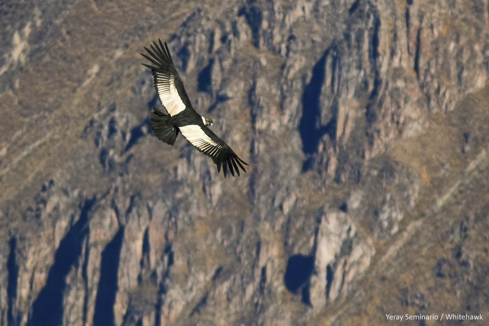 Andean Condor