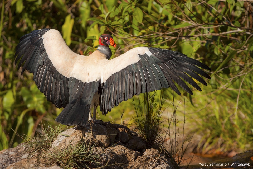 King Vulture Belize wingspread