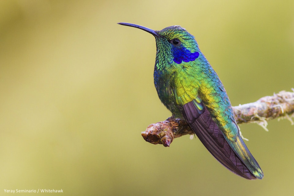 Lesser Violetear common in Finca Lerida