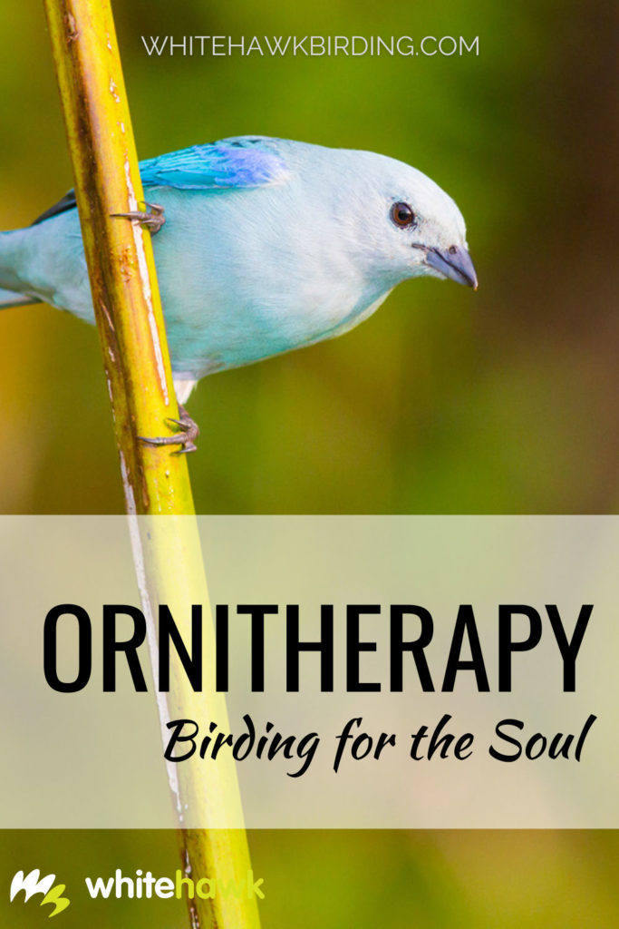 Ornitherapy Birding for the Soul - Whitehawk Birding: Birding as a mindful practice has many benefits. It is a great way to connect with nature.