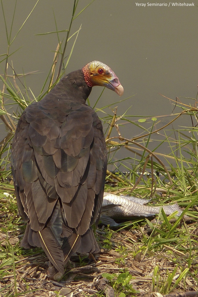 Lesser Yellow-headed Vulture