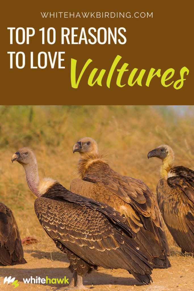 Top 10 Reasons to Love Vultures - Whitehawk Birding: Vultures may have a bad reputation, but they are important for our environment, and beautiful, too!