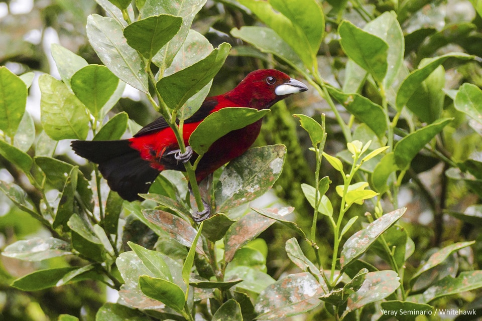Crimson-backed Tanager Panama