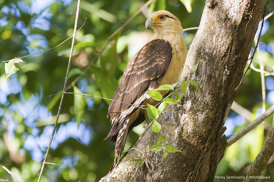 Yellow-headed Caracara Panama