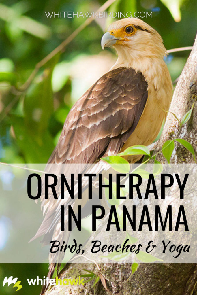 Ornitherapy in Panama: Birds, Beaches & Yoga - Whitehawk Birding: Relax and enjoy the beautiful birds of Panama! This special tour allows you to find your connection to nature through mindful birding and yoga.