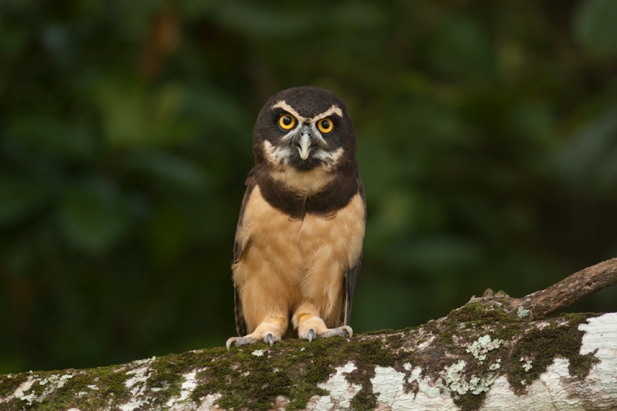 Spectacled Owl Panama Whitehawk Birding