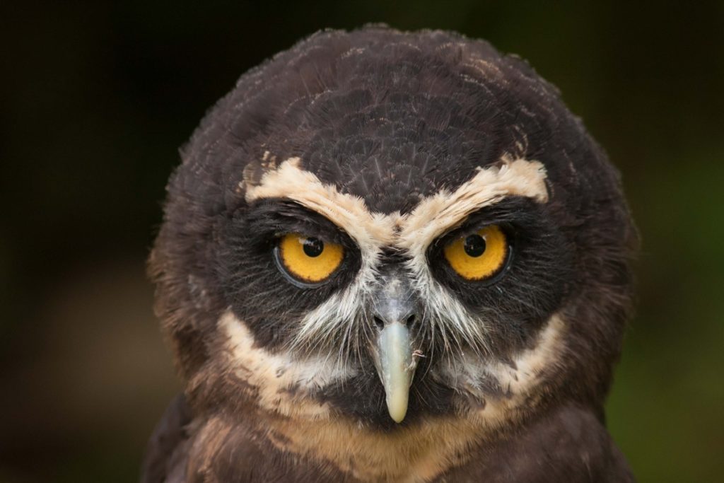 Spectacled Owl Panama