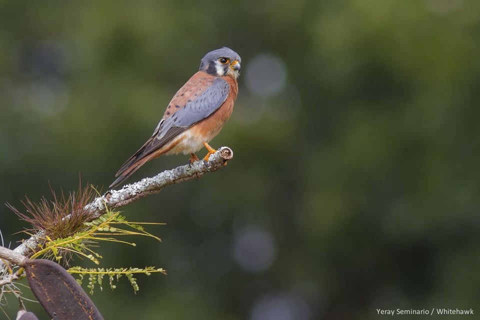 American Kestrel Cuba