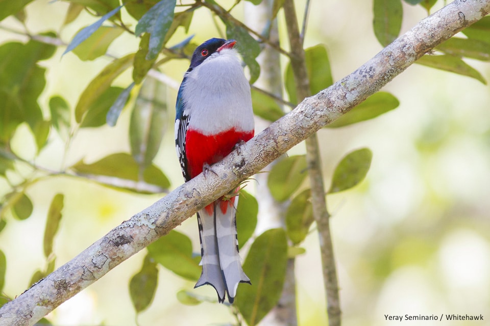 Cuban Trogon Cuba