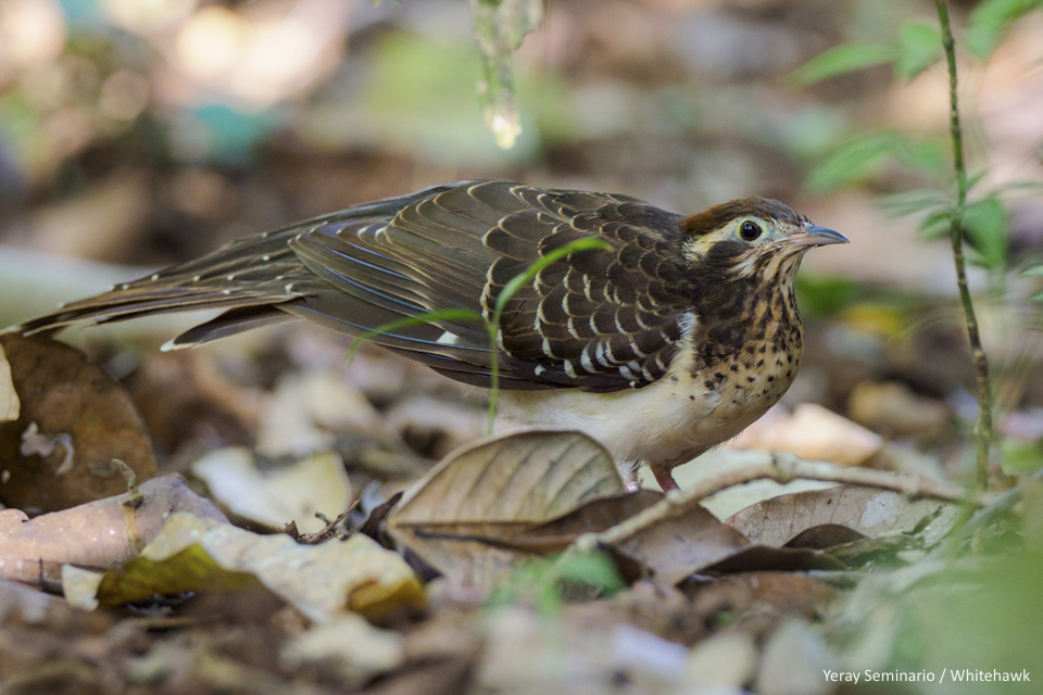 Pheasant Cuckoo Panama