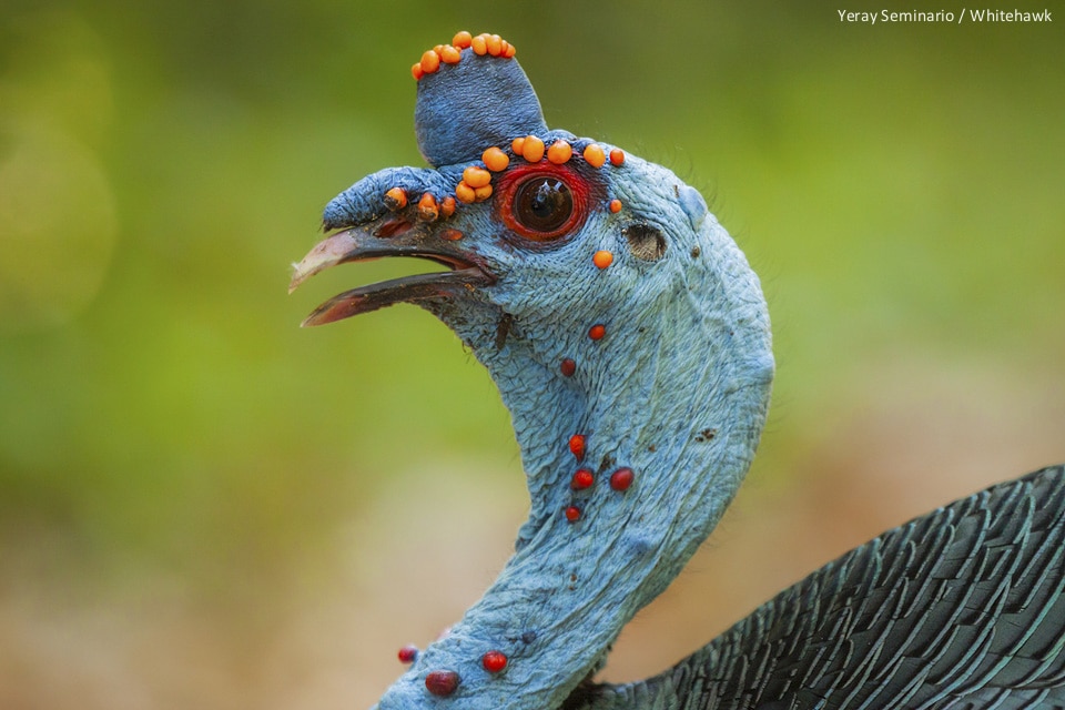 Ocellated Turkey Belize