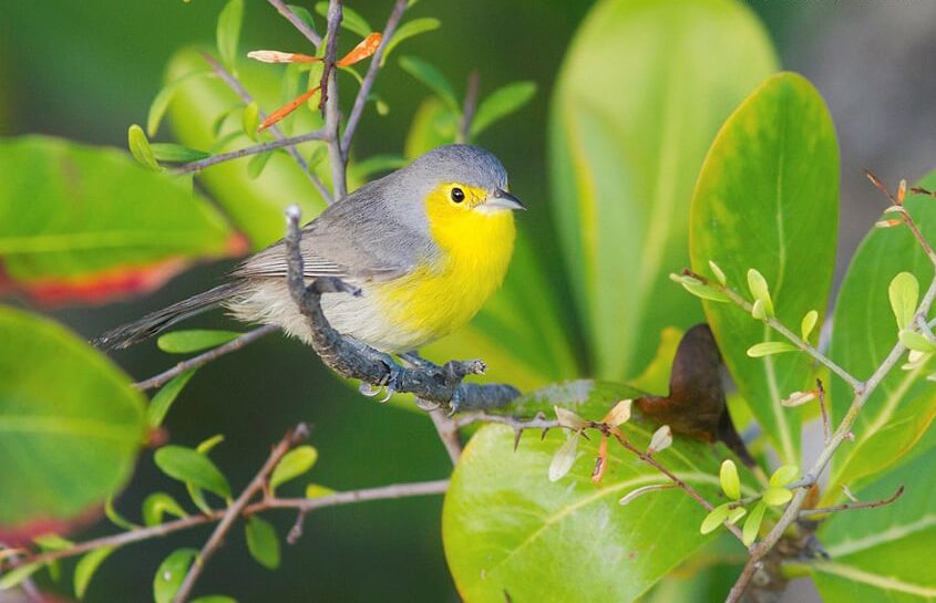 Oriente Warbler Cuba