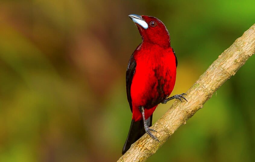 Crimson-backed Tanager Panama Whitehawk Birding