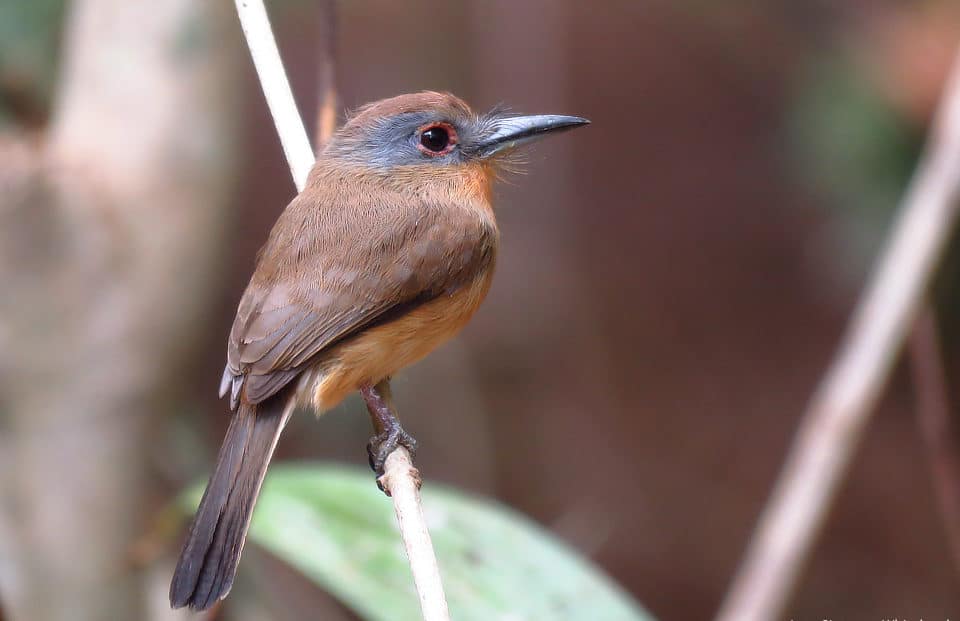 Gray-cheeked Nunlet Panama Whitehawk Birding