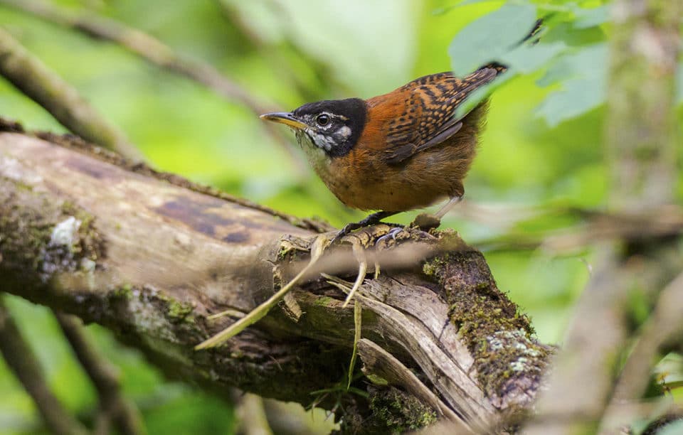 Bay Wren Panama Whitehawk Birding