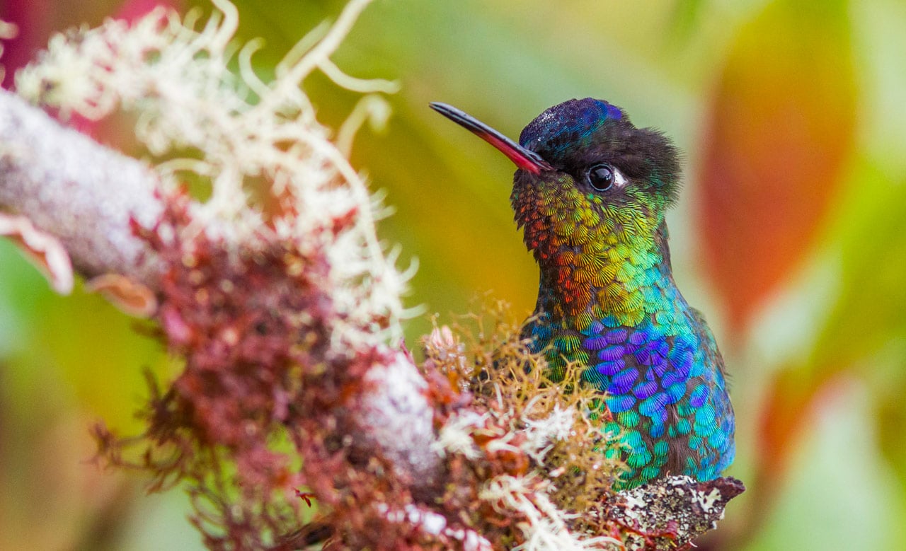 Fiery-throated Hummingbird Panama Costa Rica Whitehawk Birding Tours